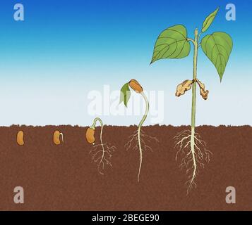 Bean plant life cycle sequence, gowth and development, four stages in ...