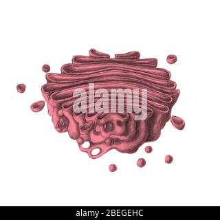 Illustration of organelles in an animal cell. At centre is the Stock