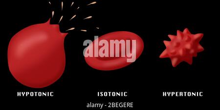 Osmotic Pressure on Blood Cells Stock Photo