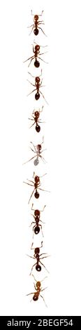 Ants walking in a straight line Stock Photo - Alamy