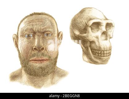 Homo erectus skull and facial reconstruction Stock Photo