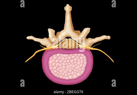 Lumbar Vertebra and Normal Disk Stock Photo
