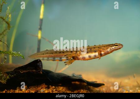 Smooth Newt - Lissotriton vulgaris or Triturus vulgaris captured under water in the small lagoon, small amphibian animal in the water. Stock Photo