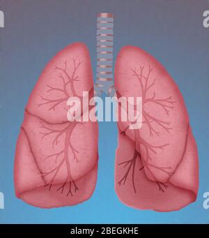 Normal lung and bronchial tubes Stock Photo - Alamy