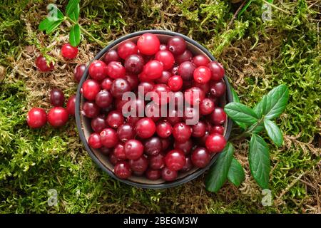 Bowl of fresh red cranberries on green forest moss outdoors. Top view. Stock Photo