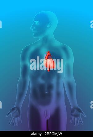 Anatomical Position of Heart Stock Photo - Alamy