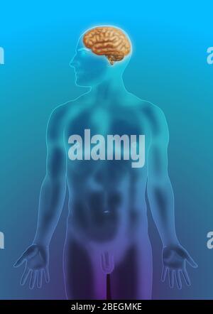 Brain Anatomy Stock Photo