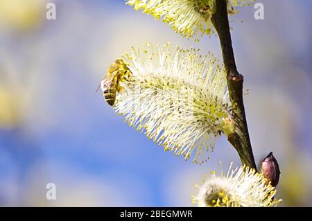 Close up of honey bee collecting nectar close to soft bloom Stock Photo