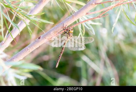 Blue-eyed Darner Dragonfly (Aeshna multicolor) Hanging From a Thick Branch in Northern Colorado Stock Photo