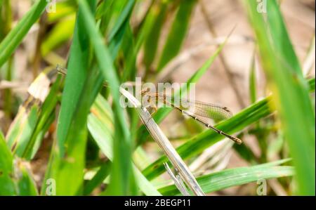 Female Blue-fronted Dancer Damselfly (Argia apicalis) Perched on Vegetation in Northern Colorado Stock Photo