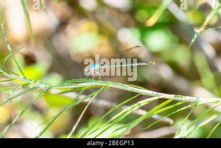 Blue-fronted Dancer (Argia apicalis) Perched on a Stalk of Vegetation in Northern Colorado Stock Photo