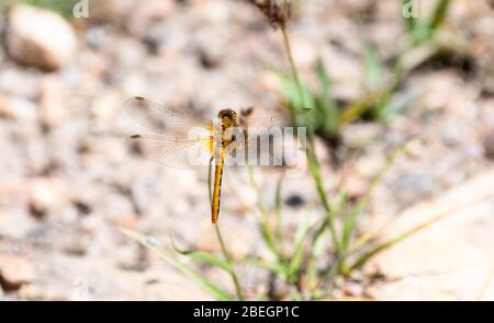 Cherry-faced Meadowhawk (Sympetrum internum) Perched on a Leaf in Eastern Colorado Stock Photo