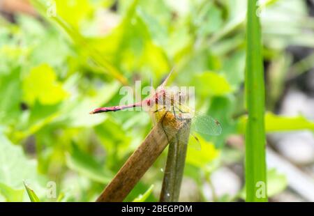 Ruby Meadowhawk Dragonfly (Sympetrum rubicundulum) Perched on a Vegetation in Eastern Colorado Stock Photo