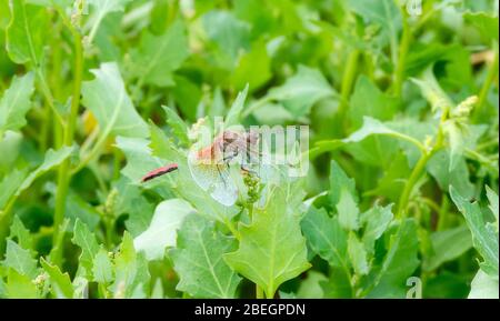 Ruby Meadowhawk Dragonfly (Sympetrum rubicundulum) Perched on a Leaf in Eastern Colorado Stock Photo
