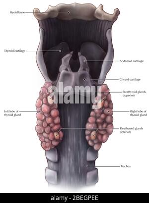 Thyroid gland with trachea, thyroid cartilage, thyorid bone and ...