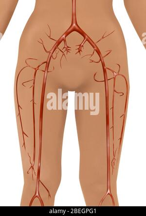 LOWER LIMB, BLOOD CIRCULATION Stock Photo: 53861048 - Alamy