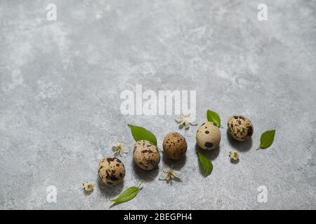 quail eggs pattern and green leaves on a gray background.  Stock Photo