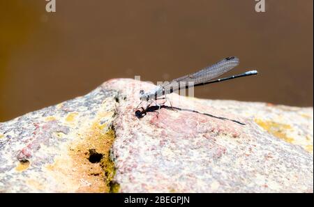 Sooty Dancer Damselfly (Argia lugens) Perched on a Rock in Colorado Stock Photo