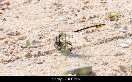 Sulphur-tipped Clubtail Dragonfly (Phanogomphus militaris) Perched on a Branch Eating a Butterfly in Eastern Colorado