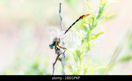 Sulphur-tipped Clubtail Dragonfly (Phanogomphus militaris) Perched on a Branch in Eastern Colorado