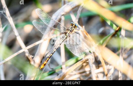 Sulphur-tipped Clubtail Dragonfly (Phanogomphus militaris) Perched on a Branch in Eastern Colorado