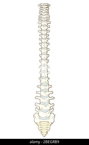 Vertebral Column Stock Photo