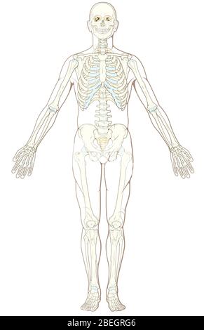 Human skeleton pelvis. Skeletal system anatomy, body structure, medical ...