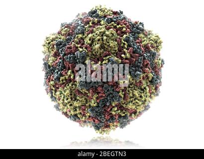 Coxsackie A Virus Stock Photo