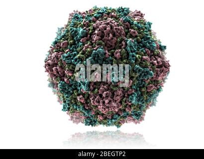 Coxsackie B Virus Stock Photo