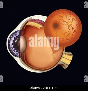 Normal Eye Illustration Stock Photo