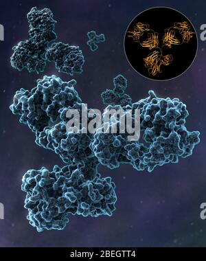Immunoglobulin IgG1 monoclonal antibody molecule 3D render chemical ...