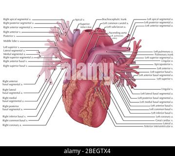 Vessels of the Heart Stock Photo