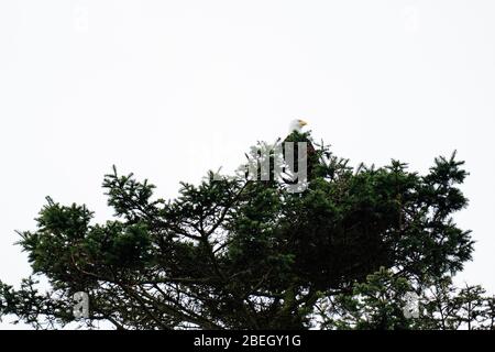 View from below of a mature bald eagle sitting in a pine tree Stock Photo