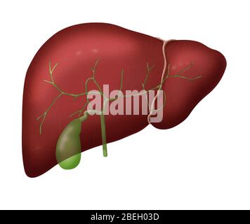 Liver and Gallbladder Stock Photo