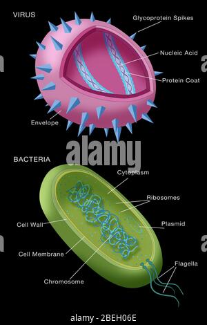 Bacteria Labeled Diagram Stock Vector Art & Illustration, Vector Image ...
