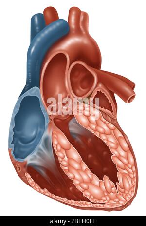 Heart Anatomy Stock Photo