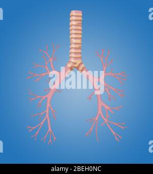 Trachea and Bronchi Stock Photo