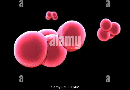Methicillin-resistant Staphylococcus aureus (MRSA) Stock Photo