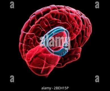 Hippocampus and Fornix Stock Photo