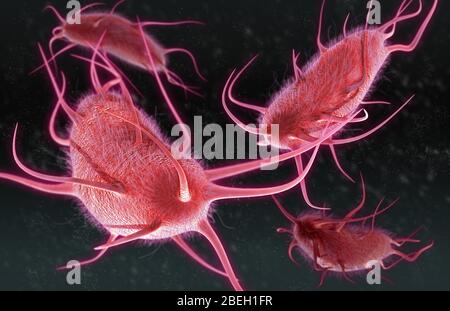 Peritrichous Bacteria Stock Photo