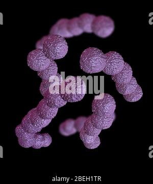Illustration of Streptococcus agalactiae bacteria Stock Photo Alamy