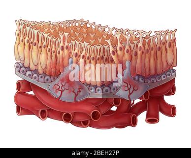 Wet AMD, Illustration Stock Photo