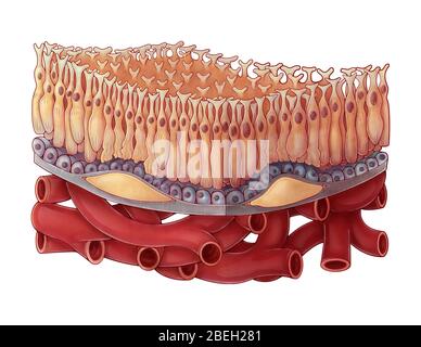 Dry AMD, Illustration Stock Photo