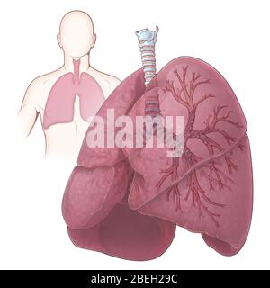 Lungs and Bronchi Stock Photo