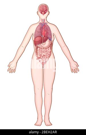 Organ Systems, illustration Stock Photo