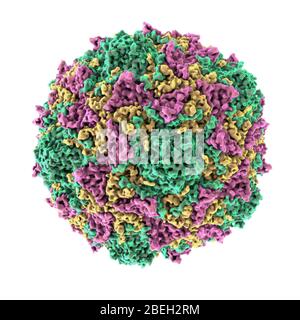 Poliovirus Stock Photo