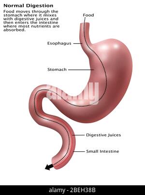 Digestive System, Illustration Stock Photo