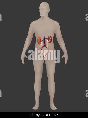 Urinary System in Male Anatomy Stock Photo