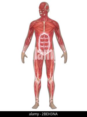 Muscular System in Male Anatomy Stock Photo