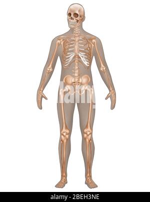 Skeletal System in Male Anatomy Stock Photo